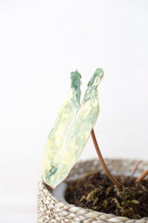 Philodendron billiteae variegata